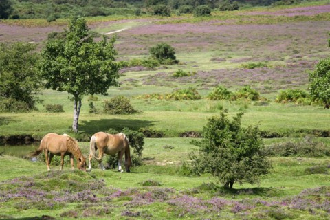 ENGLAND, Hampshire, The New Forest, Ogdens Purlieu a fertile valley near Ogden Village. New Forest