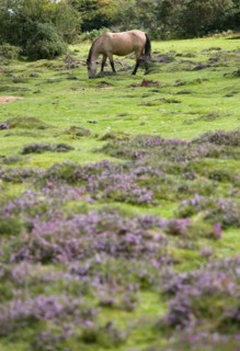 ENGLAND, Hampshire, The New Forest, Ogdens Purlieu a fertile valley near Ogden Village. Single New