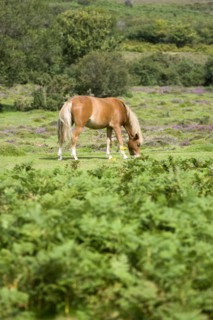 ENGLAND, Hampshire, The New Forest, Ogdens Purlieu a fertile valley near Ogden Village. Single New