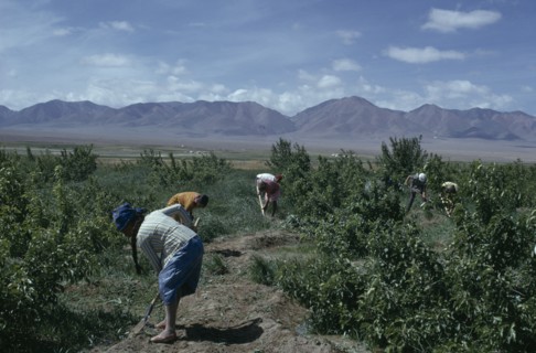 MONGOLIA, Gobi Desert, "Summer at Bigersum negdel with a Women's collective working amongst fruit