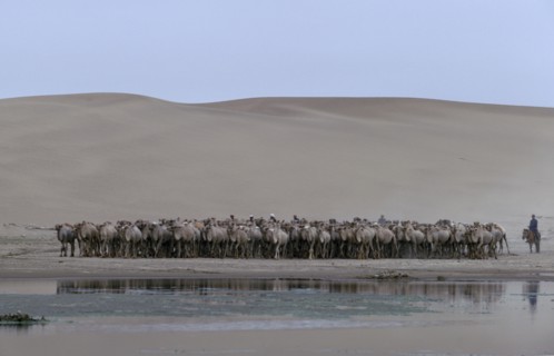 MONGOLIA, Gobi Desert, Camel herdsmen on horseback approaching waterhole on the edge of the Gobi