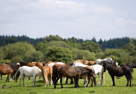ENGLAND, Hampshire, The New Forest, Ogden's Purlieu a fertile valley near Ogden village. New Forest