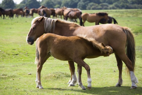ENGLAND, Hampshire, The New Forest, Ogdens Purlieu a fertile valley near Ogden Village. A mare and