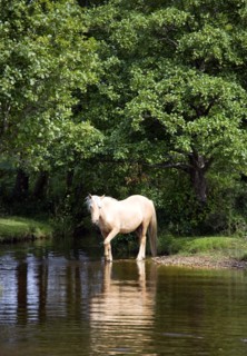 ENGLAND, Hampshire, The New Forest, Ogdens Purlieu a fertile valley near Ogden Village. Single New