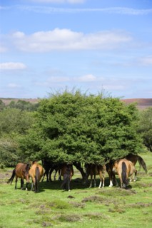 ENGLAND, Hampshire, The New Forest, Ogdens Purlieu a fertile valley near Ogden Village. New Forest