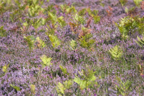 ENGLAND, Hampshire, The New Forest, Ogdens Purlieu a fertile valley near Ogden Village. Bracken and