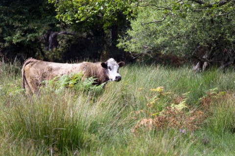 ENGLAND, Hampshire, The New Forest, Ogdens Purlieu a fertile valley near Ogden Village. Single cow