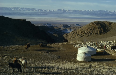 MONGOLIA, Gobi Desert, Khalkha winter sheep camp with shepherd family homes  gers yurts   flock of