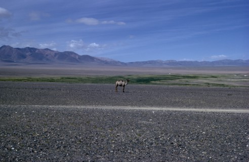 MONGOLIA, Gobi Desert, Summer on edge of Gobi desert with solitary camel in summer moulting state.