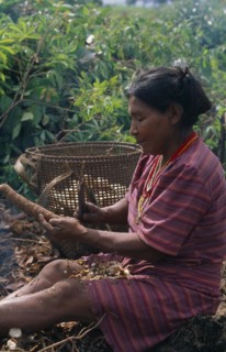 COLOMBIA, North West Amazon, Tukano Indigenous People, Makuna headman's wife scraping clean roots