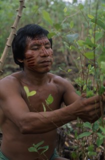 COLOMBIA, North West Amazon Vaupes rio Piraparana, Tukano Indigenous People, Makuna man Venancio