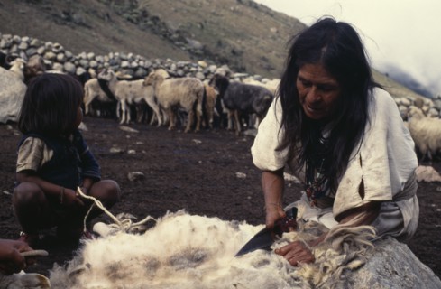 COLOMBIA, Sierra Nevada de Santa Marta, Ika, Ika mother sheering sheep with sheers bought in the