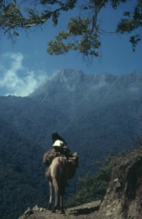 COLOMBIA, Sierra Nevada de Santa Marta, Ika, Ika man on muleback climbs up the southern slopes of