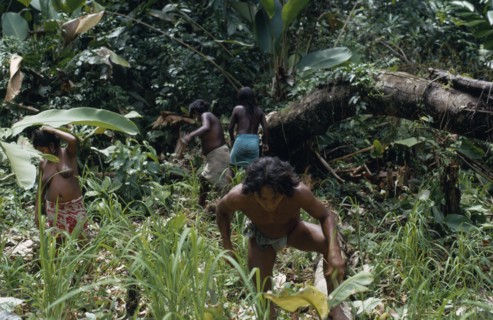 COLOMBIA, Choco, Embera Indigenous People, Embera father Hueso weeding dry rice plantation in