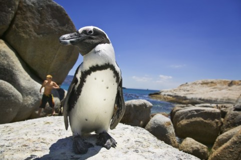 SOUTH AFRICA, Western Cape Province, Animals, Jackass penguin on Boulders Beach just south of