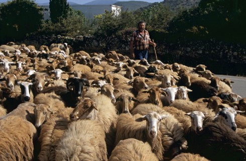 GREECE, Ionian Islands, Kefalonia, Shepherd with sheep walking along road.