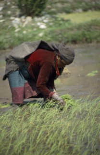 NEPAL,  Tila Khola Valley , Garjlankot, Lower Dolpo Trek. Near Jumla. Woman transplanting rice
