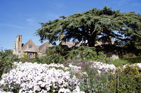 ENGLAND, Gloucestershire, Hidcote Bartrim, "Hidcote Manor Garden, near Chipping Campden. Cedar of