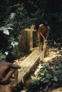 COLOMBIA, Choco, Embera Indigenous People, "Hueso, an Embera father using axe to make family dug