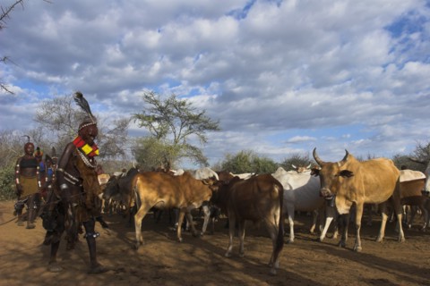 ETHIOPIA, Lower Omo Valley, Turmi, Hama Jumping of the Bulls initiation ceremony