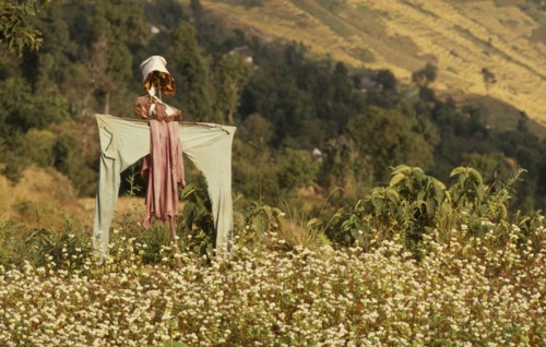 NEPAL, East, Near Chainpur, Home made scarecrow in a field of yellow mustard crop
