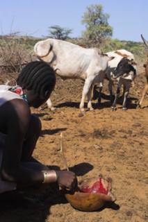 ETHIOPIA, Lower Omo Valley, Tumi, "Dombo village, Hamer man stirring cows bood ready for drinking"