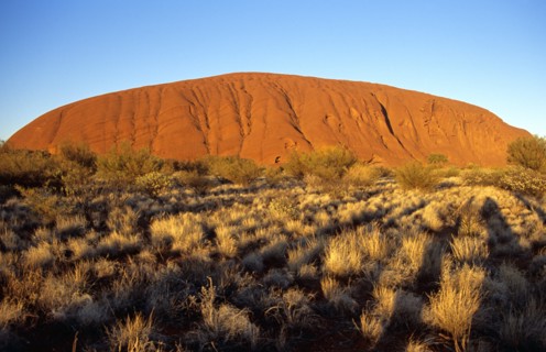 AUSTRALIA, Northern Territory, Uluru, "Kata Tjuta National Park, Mount Uluru, Ayers Rock.  Branch