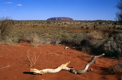 AUSTRALIA, Northern Territory, Uluru, "Kata Tjuta National Park, Mount Uluru, Ayers Rock.  Branch