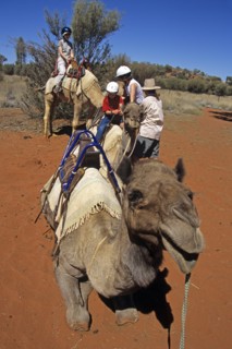 AUSTRALIA, Northern Territory, Uluru, "Kata Tjuta National Park, Camel train and riders, Mount