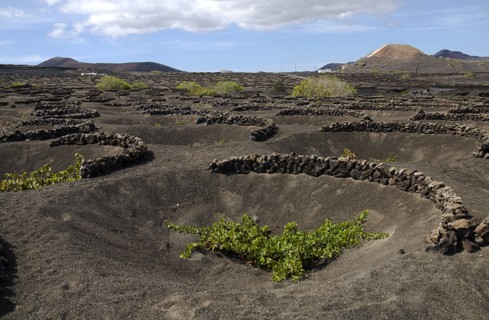 SPAIN, Canary  Islands, Lanzarote, La Geria wine producing area.  Shallow crater with semi circular
