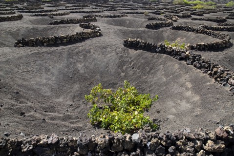 SPAIN, Canary  Islands, Lanzarote, La Geria.  Patterns made by shallow craters and semi circular