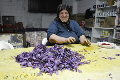 GREECE, Macedonia, Kozani, Ano Komi. Greek woman separating useful saffron from the flower .