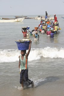 GAMBIA, Western Gambia, Tanji, Tanji coast.  Women carrying bowls full of fish on their heads