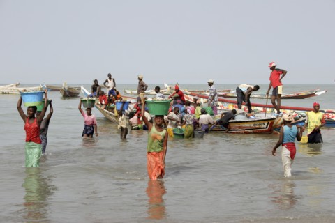 GAMBIA, Western Gambia, Tanji, Tanji coast.  Women carrying bowls full of fish on their heads