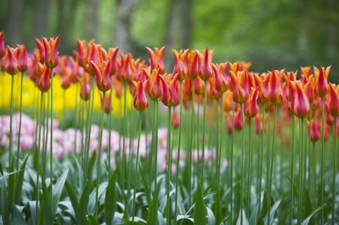 20091060 Red Tulips Keukenhof Gardens Benelux Dutch European Netherlands Western Europe  Region - Europe WesternFlora & FaunaDominant RedDominant GreenTravelTRAVEL Brochure Jon Hicks 20091060 HOL...