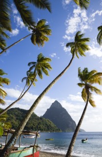 WEST INDIES, St Lucia, Soufriere, Fishing boats on the beach lined with coconut palm trees with the