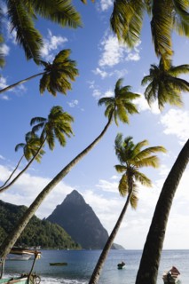 WEST INDIES, St Lucia, Soufriere, Fishing boats on the beach lined with coconut palm trees with the