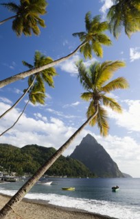 WEST INDIES, St Lucia, Soufriere, Fishing boats on the beach lined with coconut palm trees with the