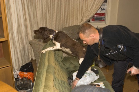 LAW and ORDER, Police, Drugs Raid, Springer Spaniel sniffer dog with handler used in search of