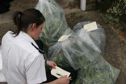 LAW and ORDER, Police, Drugs Raid, "Marijuana grown under heat lights in residential home,