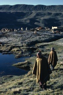 BOLIVIA, Collpa Huata, Llama and Alpaca herders walking on grass next to water wearing poncho’s and