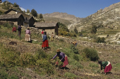 BOLIVIA, Belen, Harvesting potatoes
