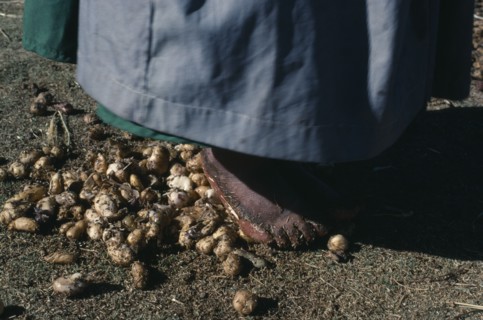 BOLIVIA, Altiplano, Aymara woman stamping on potatoes which have been frozen then thawed to remove