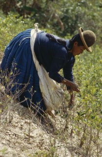 BOLIVIA, Chapare , Woman picking coca leaves in a traditional commercial coca growing area mainly