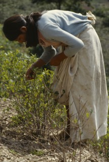 BOLIVIA, Chapare , Women picking coca leaves in traditional commercial coca growing area mainly