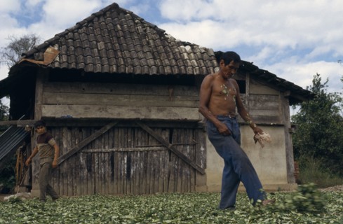 BOLIVIA, Chapare , Men drying coca leaves in a traditional commercial coca growing area mainly  for
