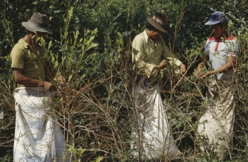 BOLIVIA, Chapare , Men picking coca leaves. Traditional commercial coca growing area mainly for