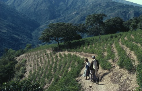 BOLIVIA, Chapare , Man and woman with a dog walking through coca terraces. Traditional commercial
