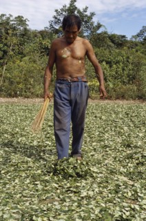 BOLIVIA, Chapare , Man spreading coca leaves out on the ground to dry in traditional commercial
