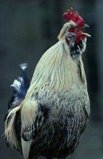 AGRICULTURE, Livestock, Poultry, Single Cockerel